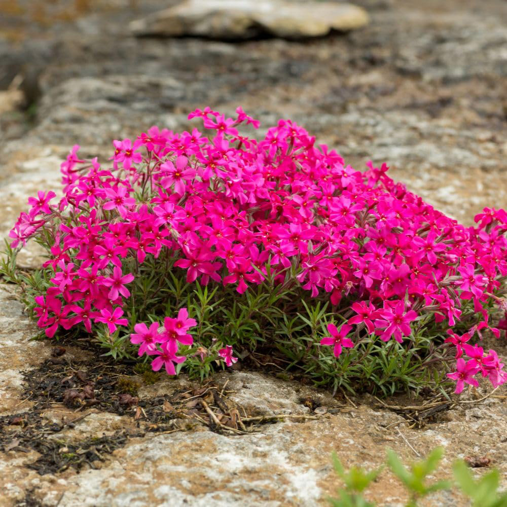 Thompson and Morgan Phlox Douglasii Red Admiral Plant in Pot 9cm Image 2