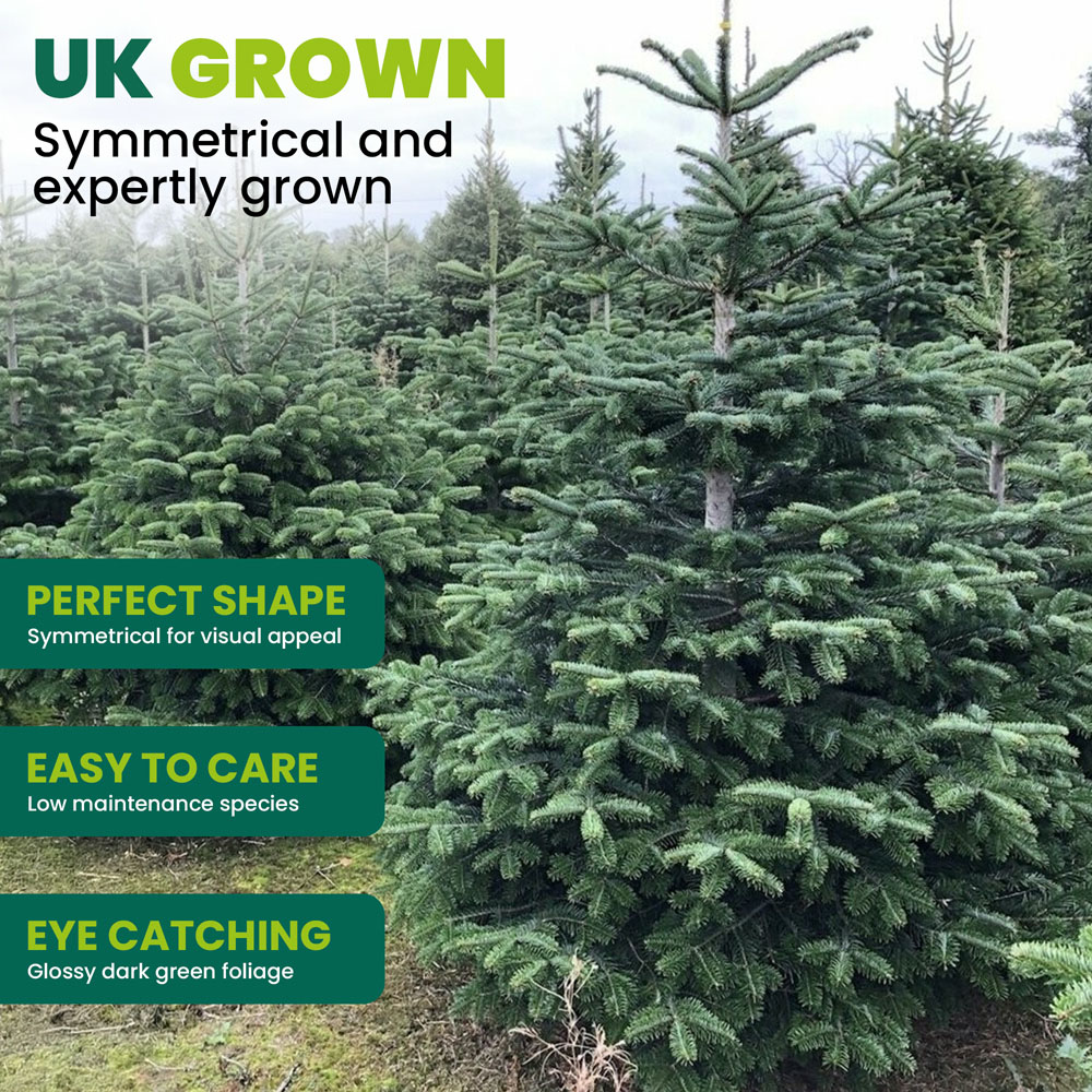 GardenersDream Nordmann Fir Cut Real Christmas Tree 6ft - Delivery 23rd - 27th November Image 4