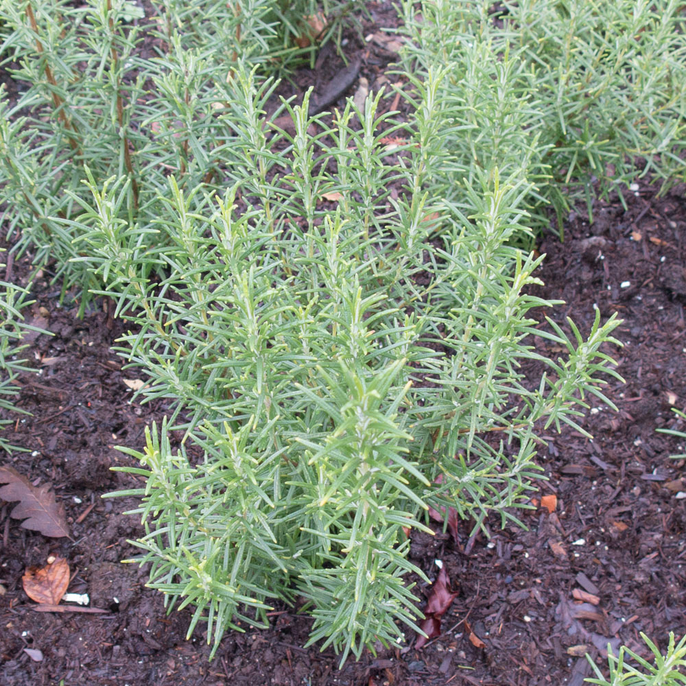 Thompson and Morgan Rosemary Miss Jessop's Upright Plant Pot 1L Image 2