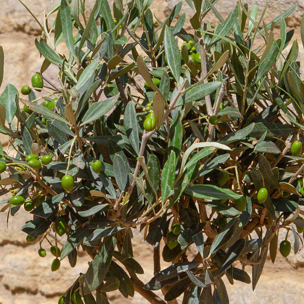 YouGarden Spiral Olive Tree Pot Image 3