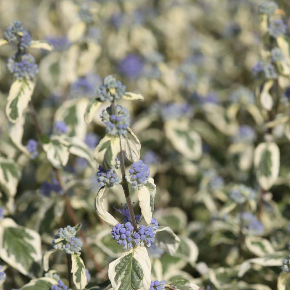 Thompson and Morgan Caryopteris x Clandonensis White Surprise Plant Pot 9cm Image 3