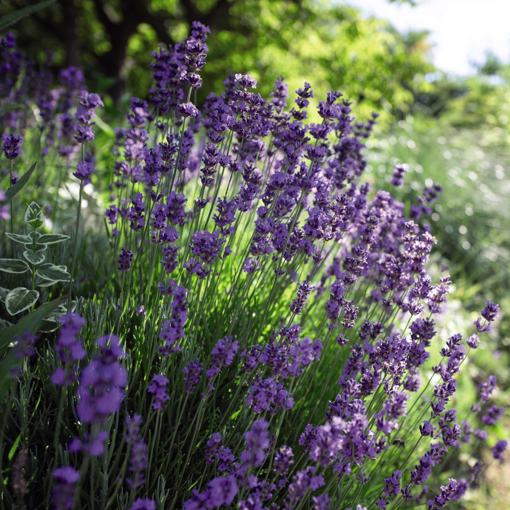 Thompson and Morgan Lavender Hidcote Plant Pot 3L Image 2