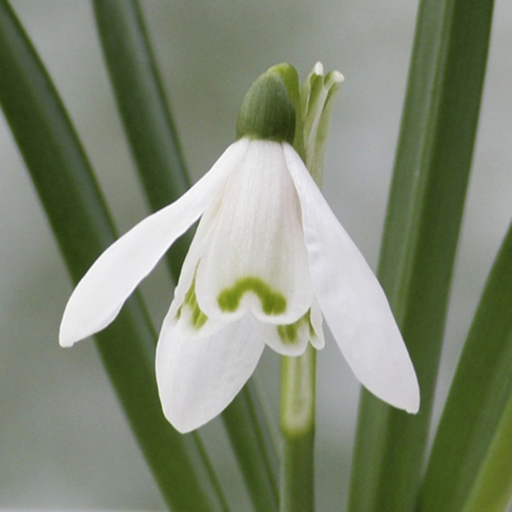 YouGarden Snowdrops In the Green Single Flowered Spring Planting Bulb 50 Pack Image 2
