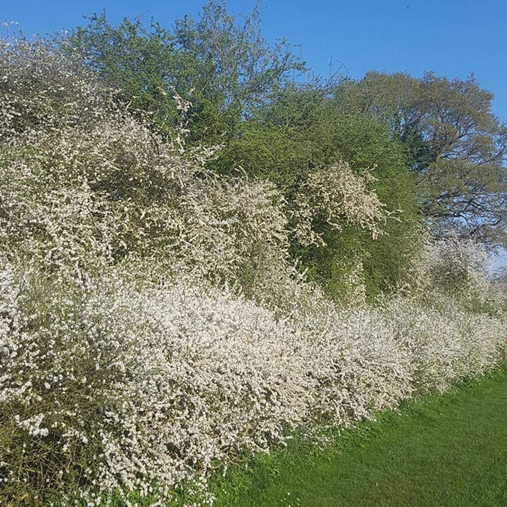 Inspirational Gifting Blackthorn Bare Root Hedge Plant Sapling 4-5ft 20 Pack Image 4