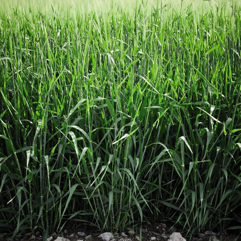 Thompson and Morgan Green Manure Seeds Image 1