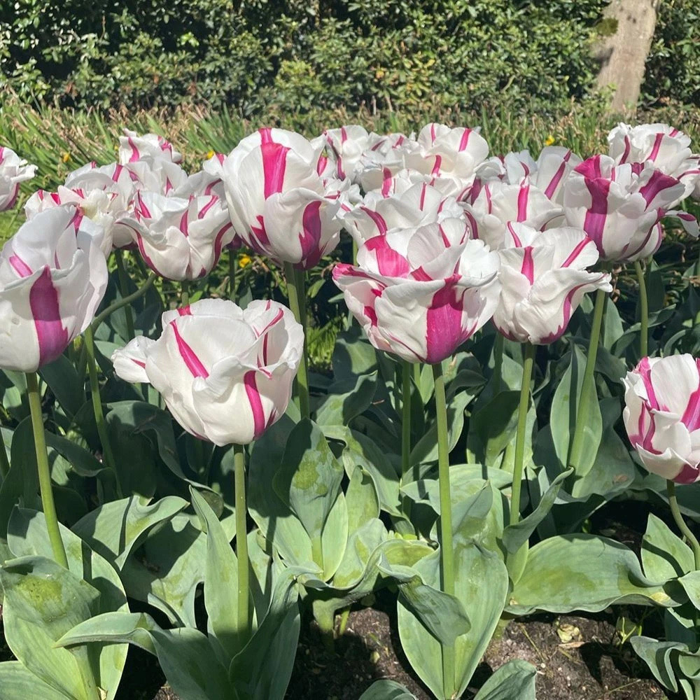 Thompson and Morgan Tulip Alise White and Dark Pink Planting Bulb 8 Pack Image 4