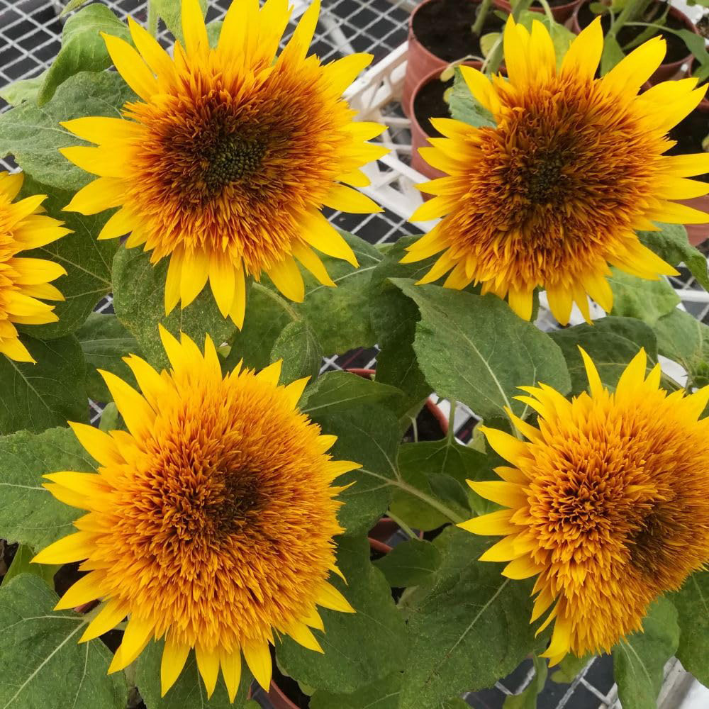 Thompson and Morgan Sunflower Fire Fox Seed Packet Image 2