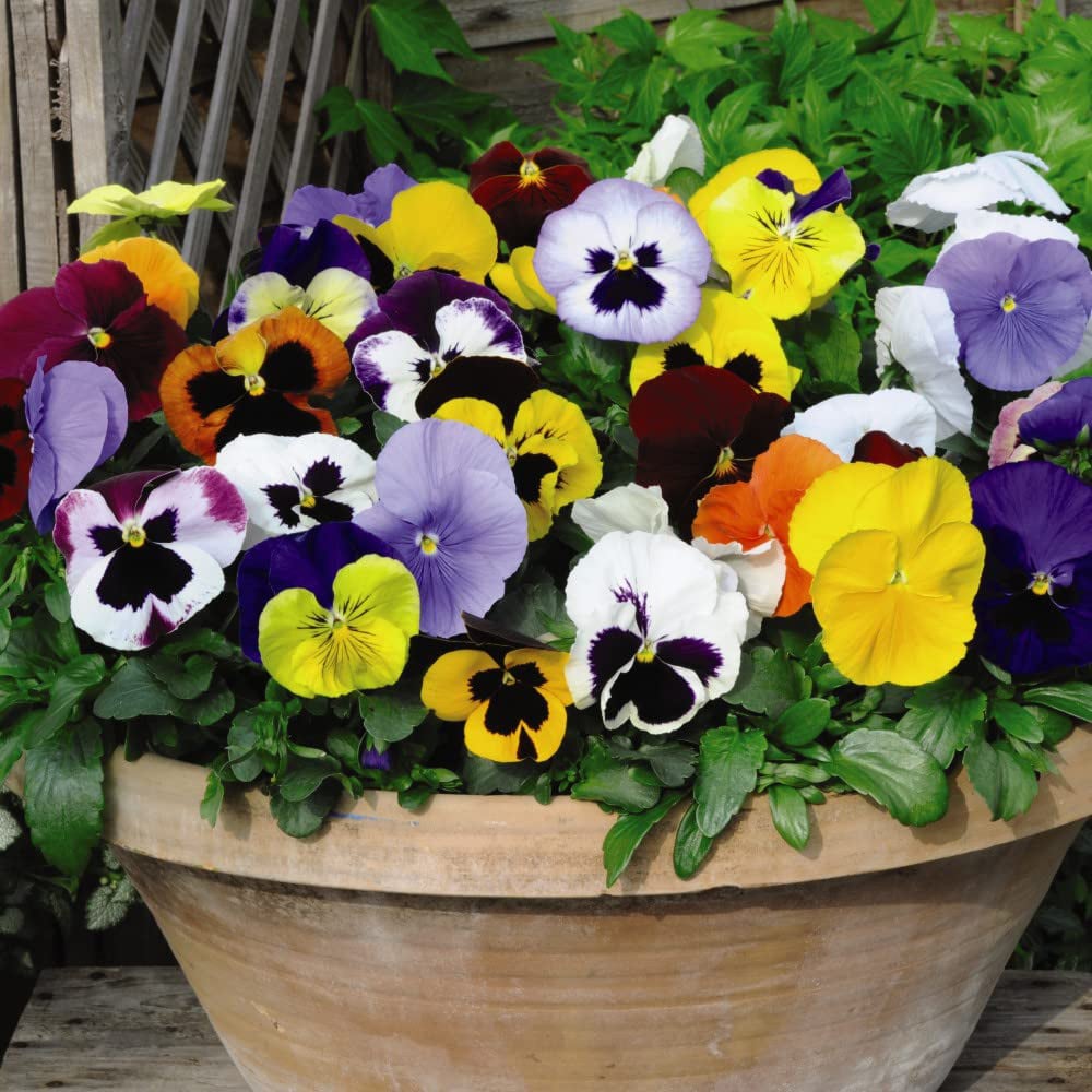 Thompson and Morgan Pansy Summertime Garden Ready Plant 15 Pack Image 3