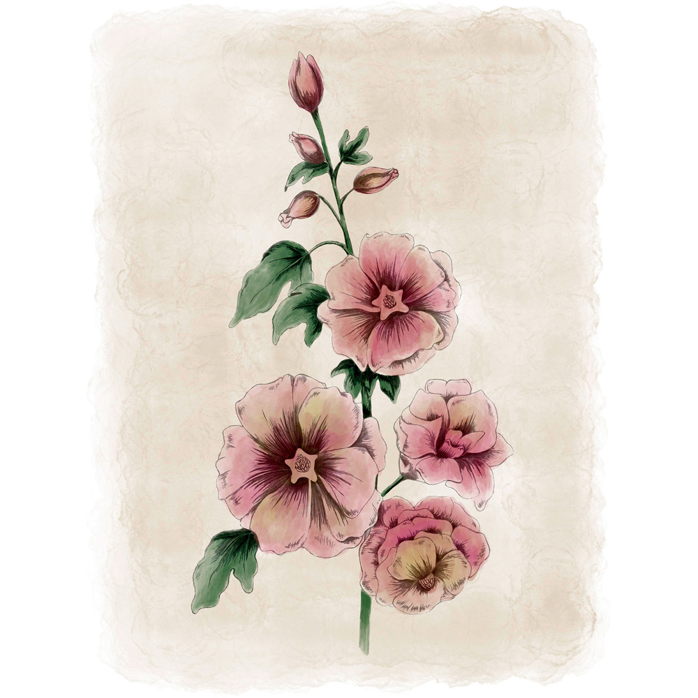 Laura Ashley Hollyhocks Flower Black Frame Wall Art 50 x 70cm Image 4