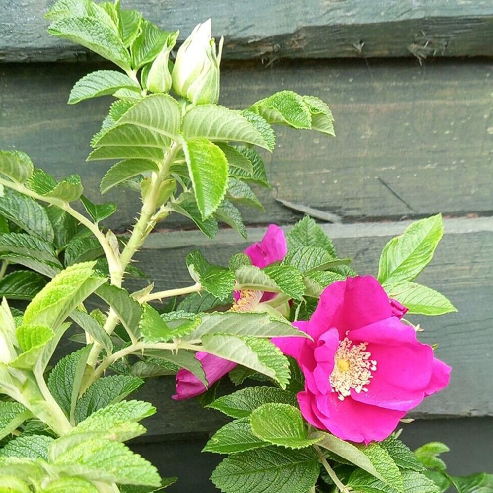 Inspirational Gifting Hedging Rose Bare Root Hedge Plant Saplings 2-3ft 20 Pack Image 2