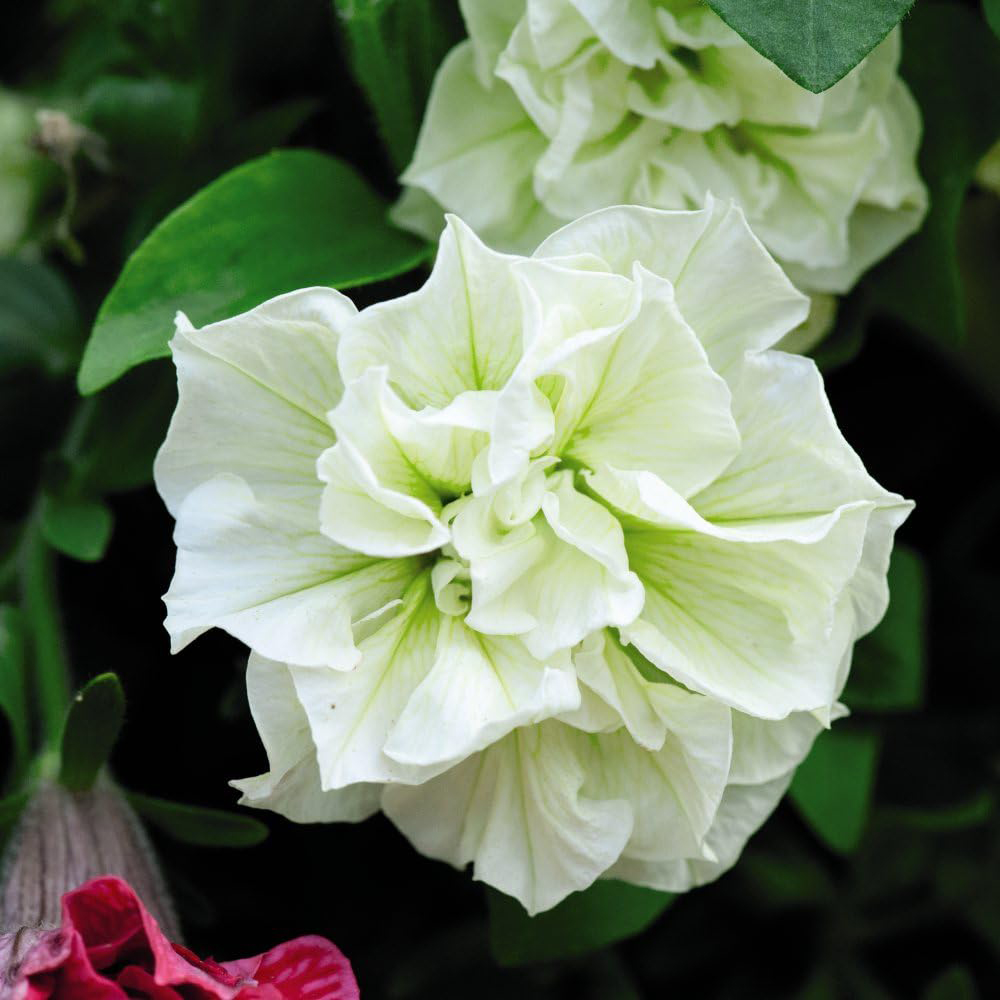 Thompson and Morgan Petunia Tumbelina Frills and Spills Susanna Postiplug Plant 5 Pack Image 5