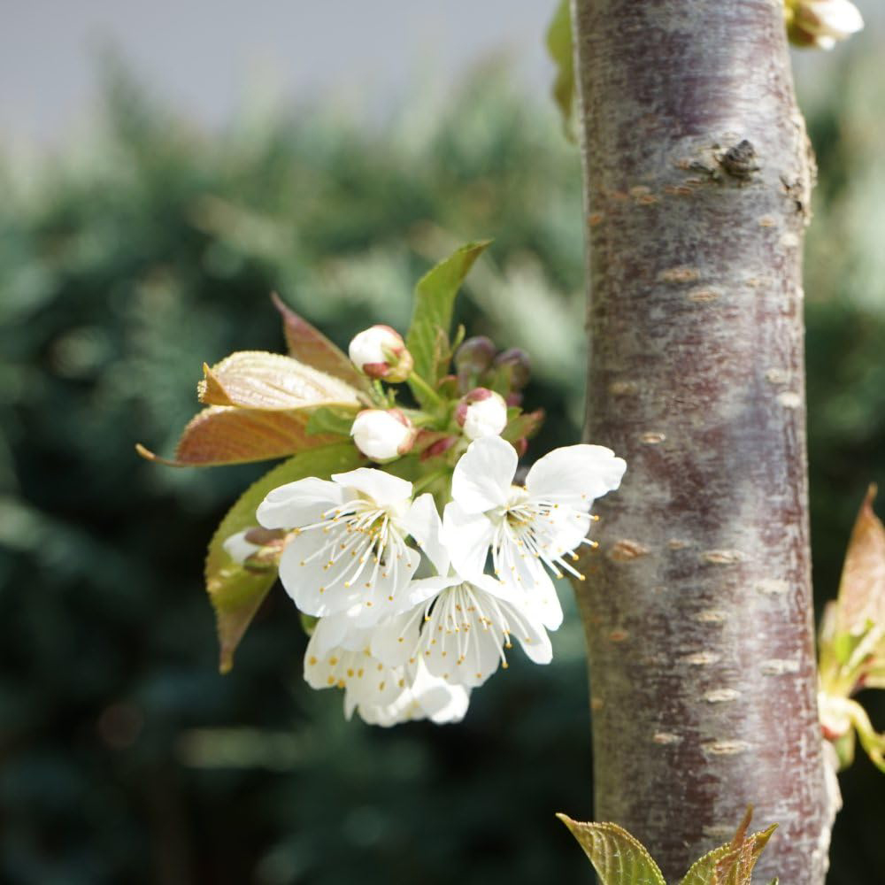 Thompson and Morgan Cherry Prunus Stella on Colt Potted Plant 9L Image 2