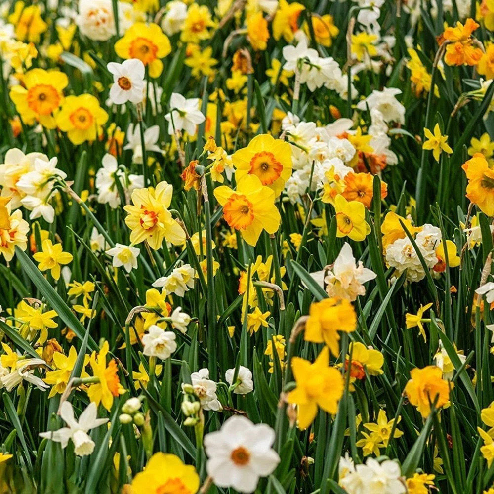 Thompson and Morgan Nurserymans Choice Daffodil White and Yellow Planting Bulb 32 Pack Image 4