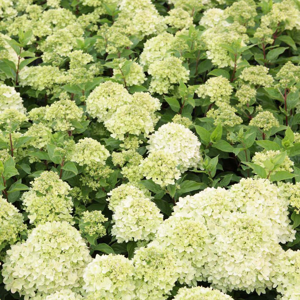 Thompson and Morgan Hydrangea Paniculata Limelight Plant Pot 3.6L 3 Pack Image 5