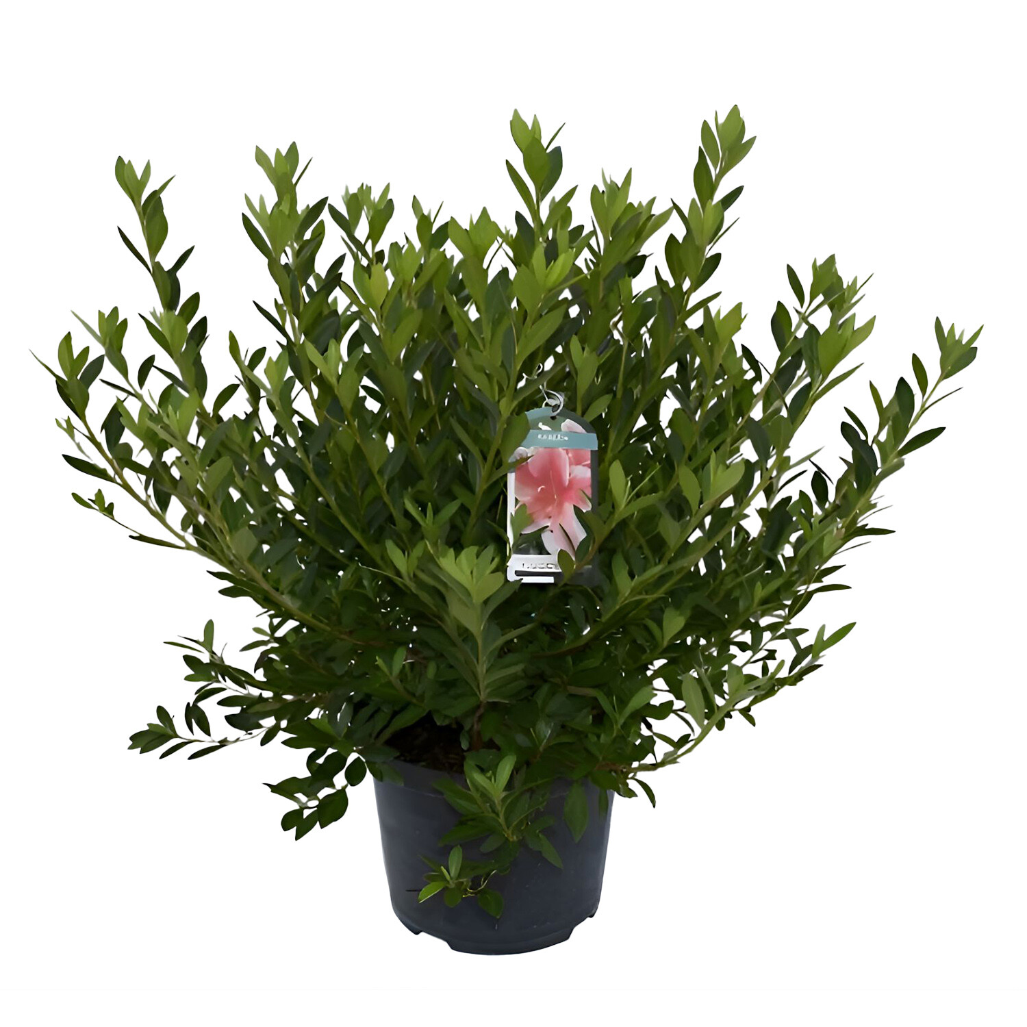 Azalea Japonica Selection 23cm Image