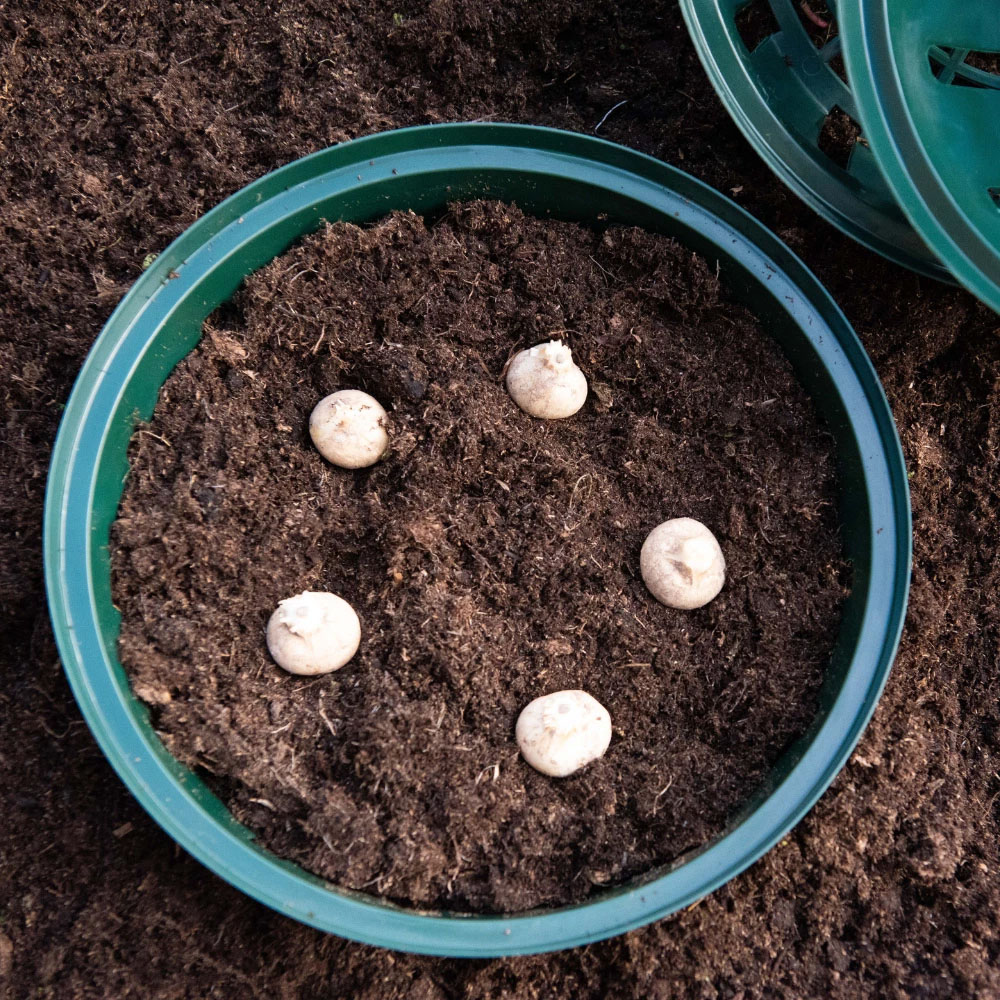 Thompson & Morgan Reusable Bulb Planting Basket 20 Pack Image 2