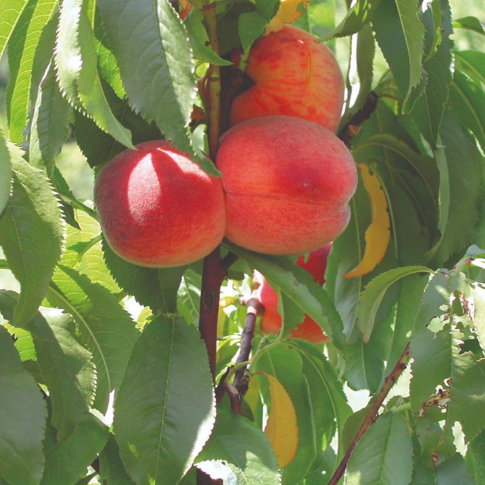 Thompson and Morgan Peach Prunus Avalon Pride Patio Tree Pot 4L 2 Pack Image 4