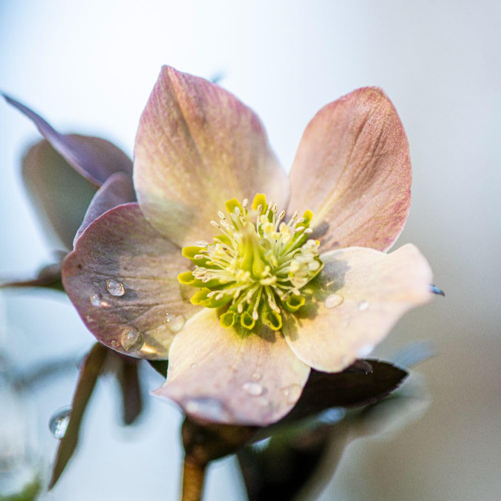 Thompson and Morgan Helleborus X Ballardiae Merlin Plant Pot 3L Image 2