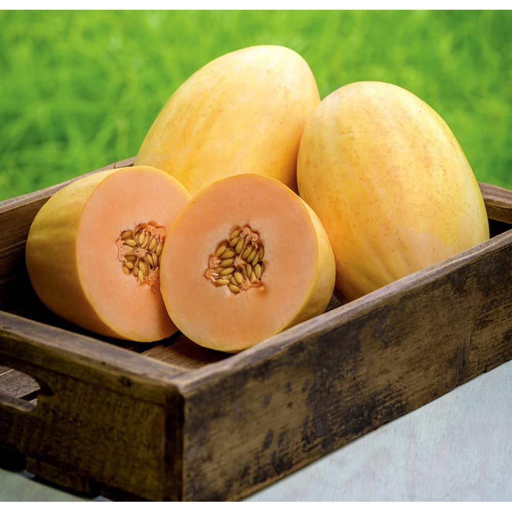 Thompson & Morgan Melon Mangomel F1 Seeds Image 2