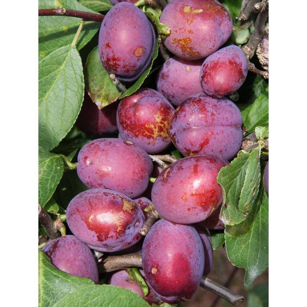 Frank P Matthews Trees Plum Prunus Jubilee Weiwa Maiden Tree Image 2