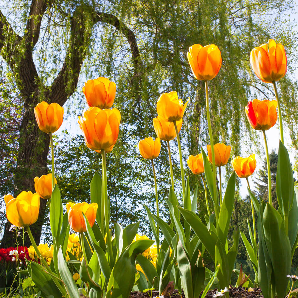 YouGarden Blushing Apeldoorn Tulip Planting Bulb 24 Pack Image 2