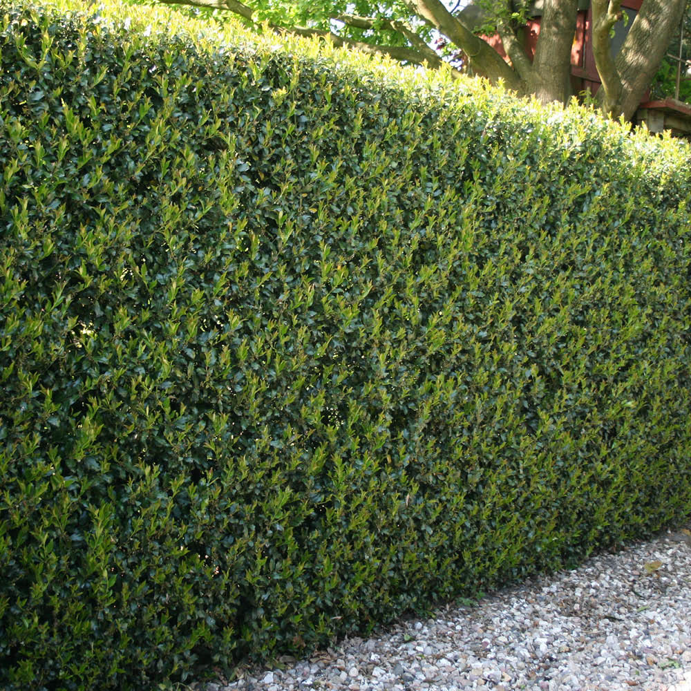 YouGarden Japanese Holly Green Hedge Ilex Crenata Plant in Pot 9cm 24 Pack Image 2