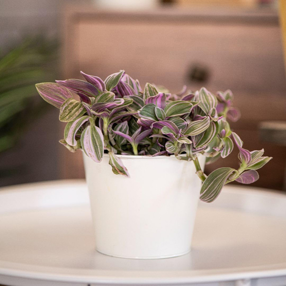 Thompson and Morgan Tradescantia Nanouk Plant Pot 12cm Image 4