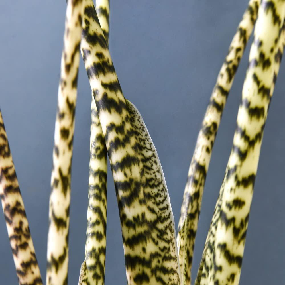 Thompson and Morgan Alocasia Zebrina Plant Pot 17cm Image 4