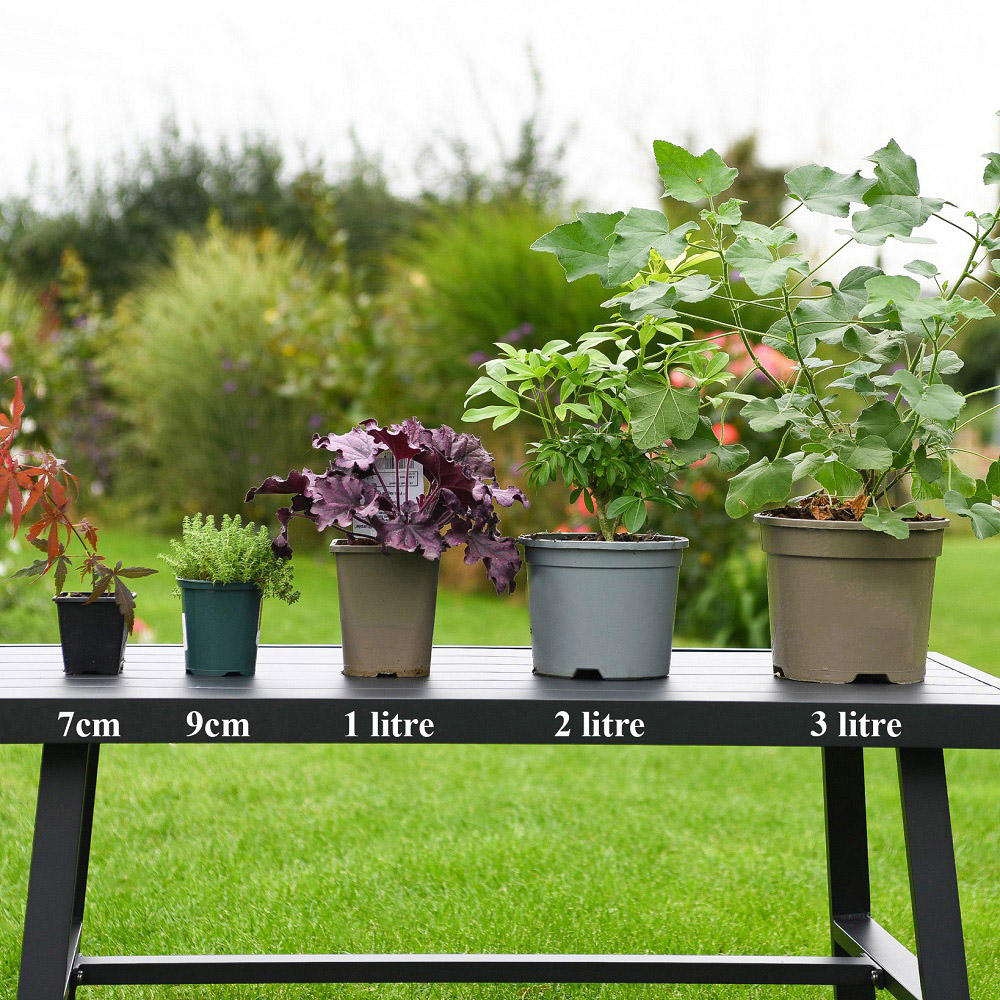 Thompson and Morgan Prunus Ornamental Kojo-No-Mai Cherry Plant Pot 9cm 3 Pack Image 6