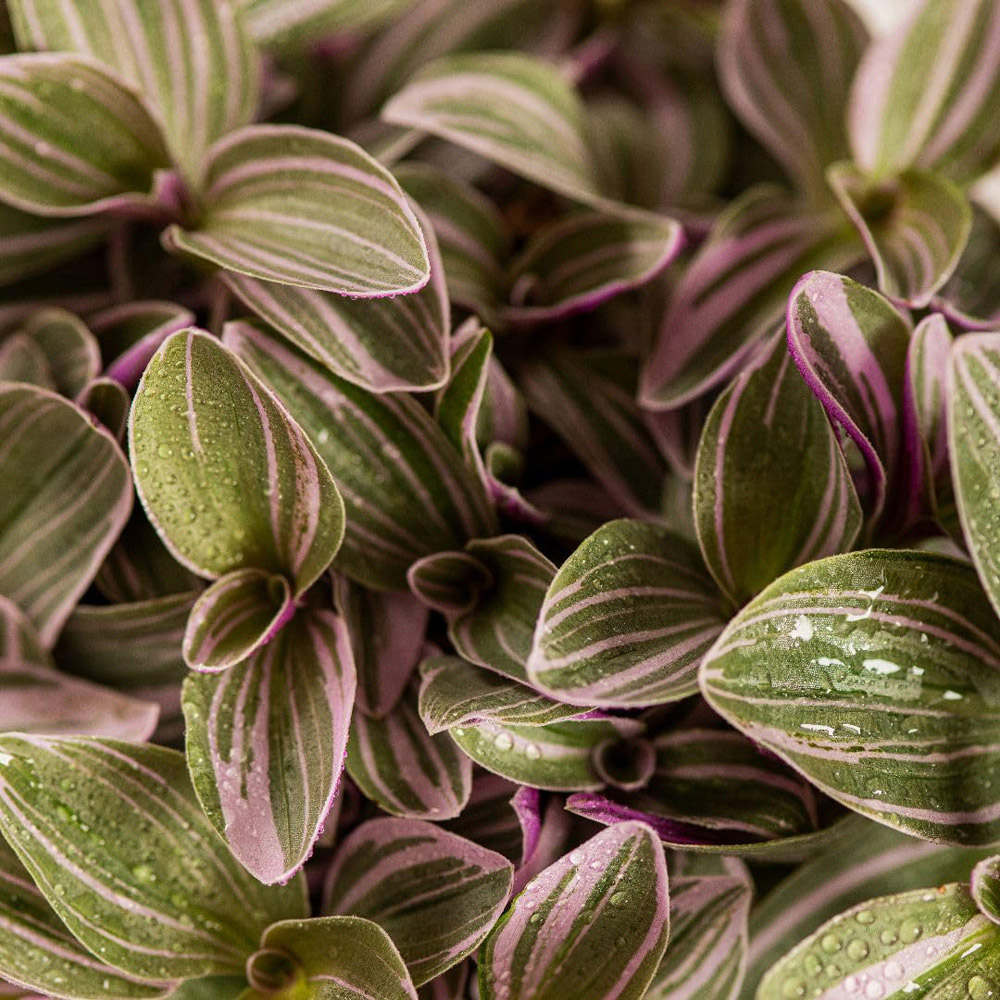 Thompson and Morgan Tradescantia Nanouk Plant Pot 12cm Image 3