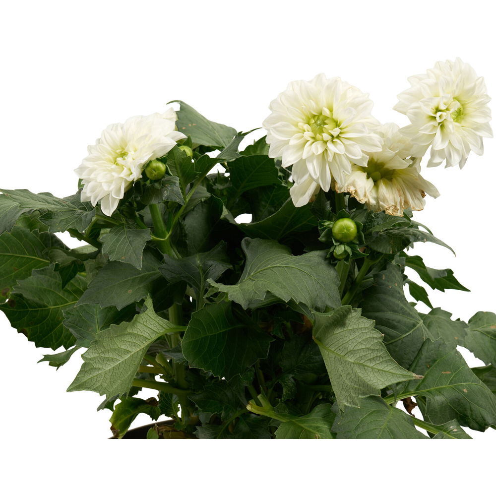 Dahlia XXL Mixed Plant Image 8