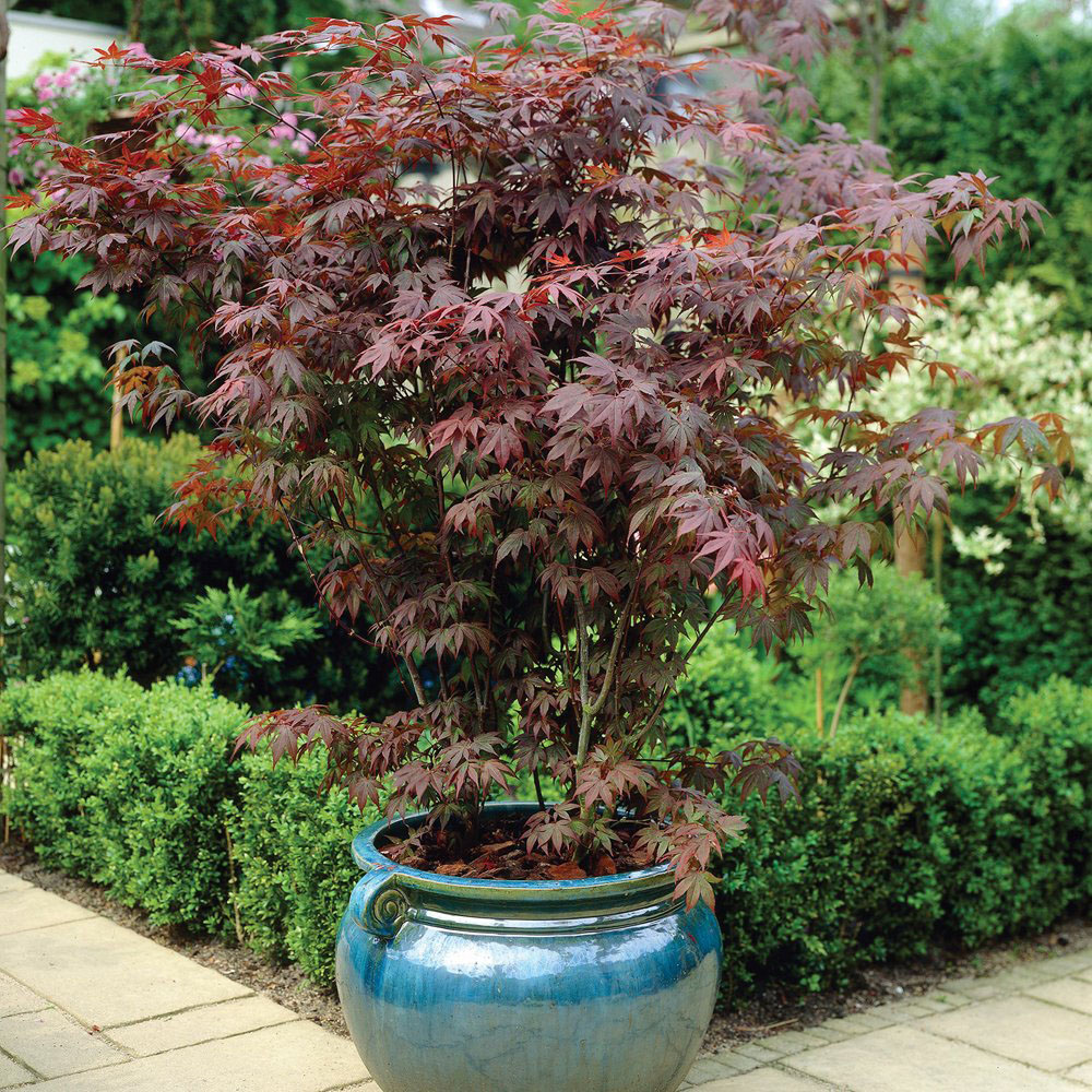 Thompson and Morgan Acer Palmatum Atropurpureum Plant Pot 7cm 2 Pack Image 6