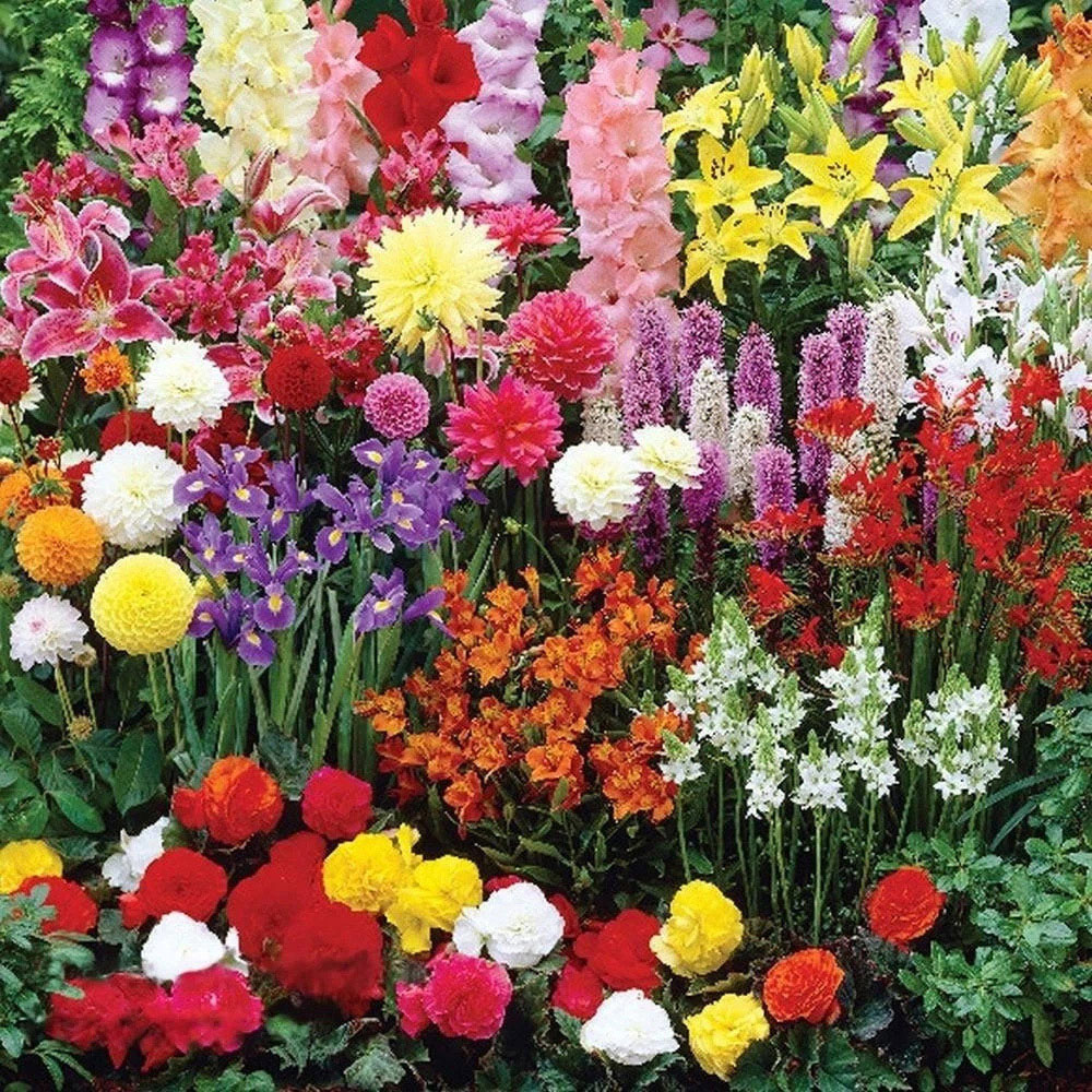 Thompson and Morgan Nurserymans Choice Mixed Planting Bulb 32 Pack Image 5