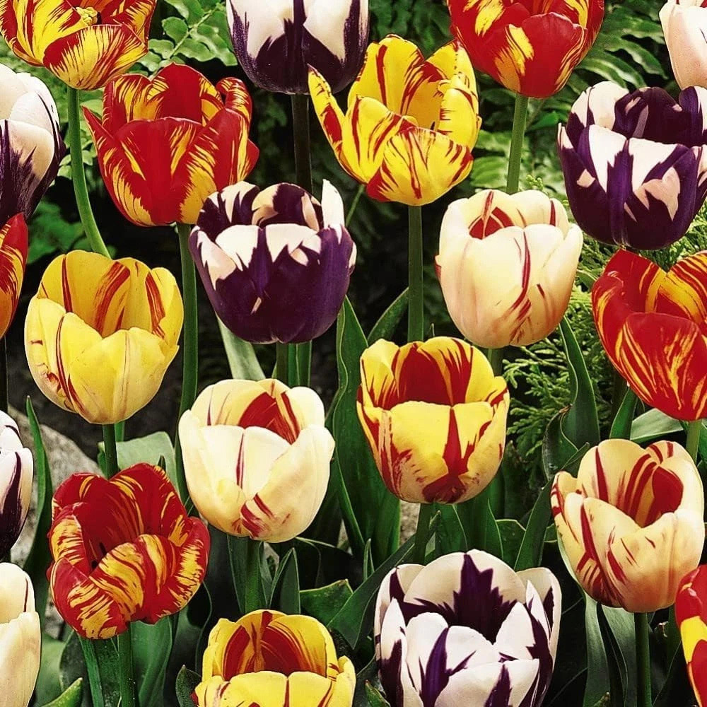 Thompson and Morgan Tulip Rembrandt Mixed Planting Bulb 8 Pack Image 3