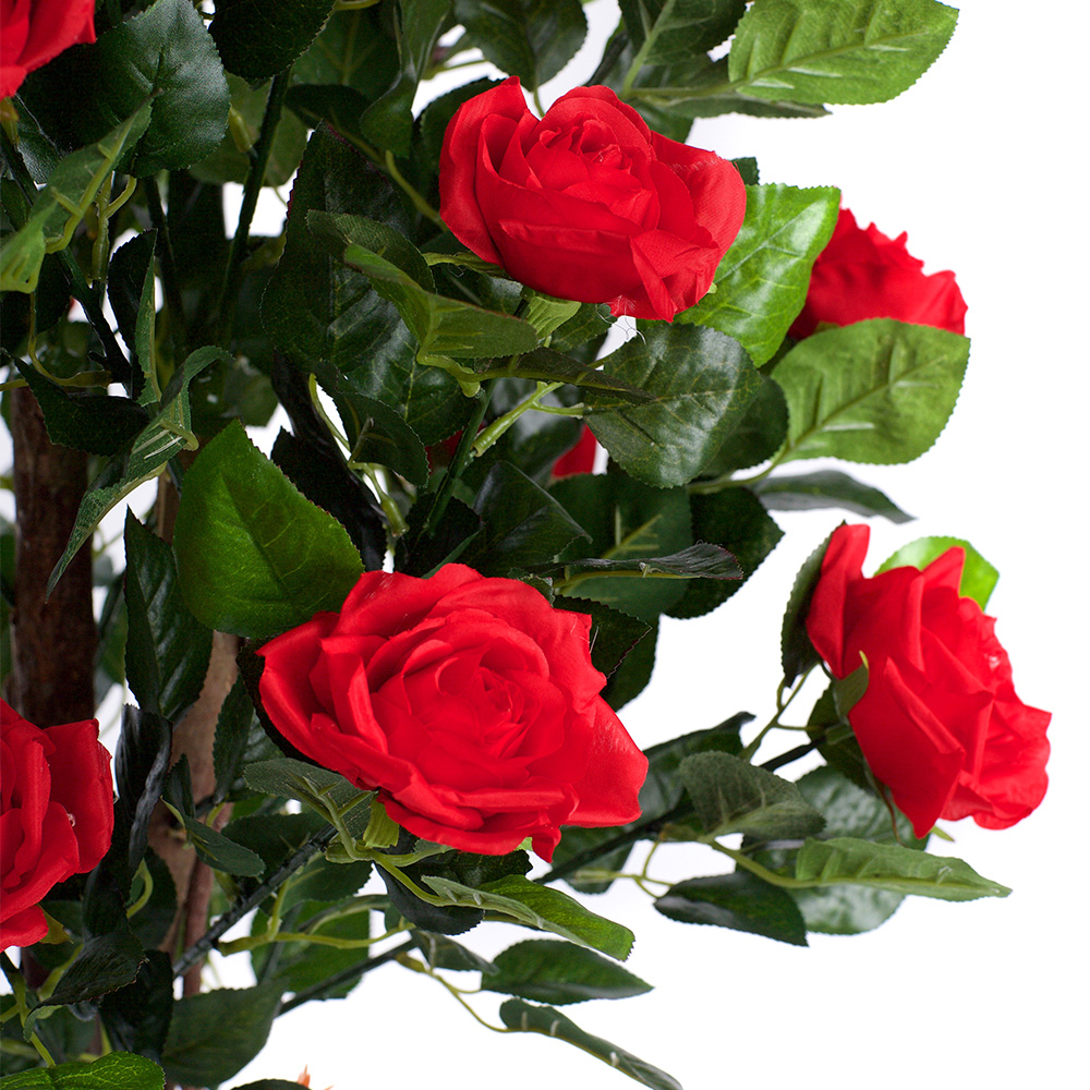 4ft Red Rose Plant Image 2