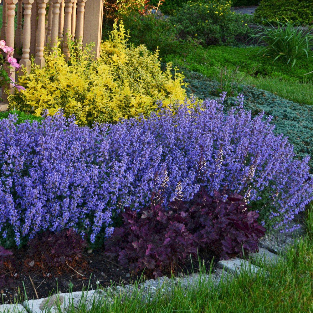 Thompson and Morgan Nepeta Pack Faassenii Purrsian Blue Plant Pot 3L Image 6