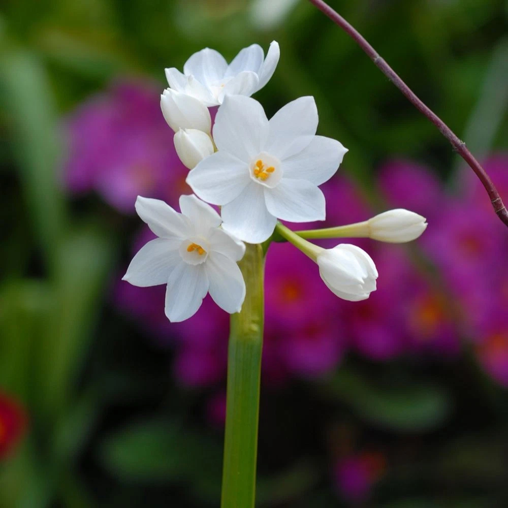 Thompson and Morgan Daffodil Papyraceus Planting Bulb 16 Pack Image 4