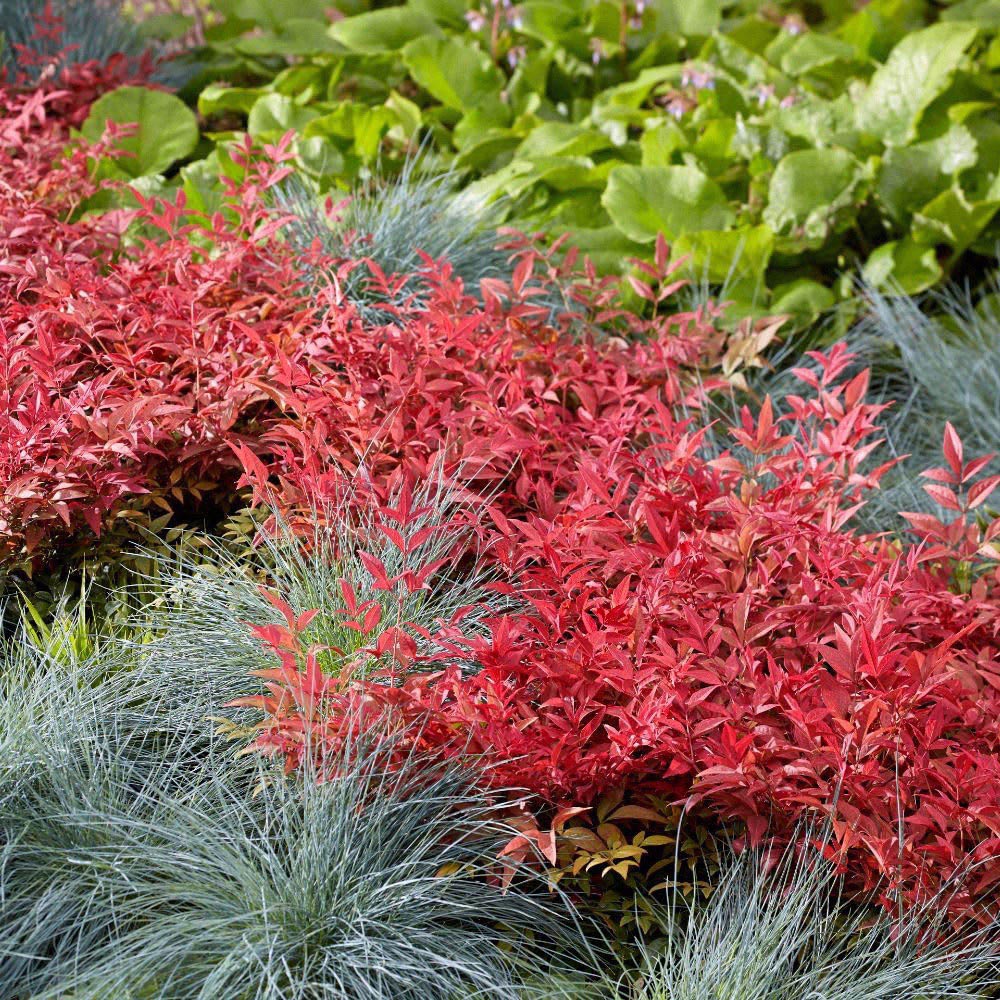 Thompson and Morgan Nandina Duo Plant Pot 9cm 2 Pack Image 3