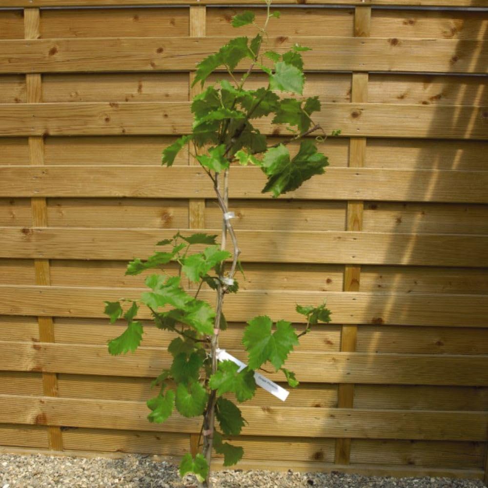 Thompson and Morgan Grape Collection Plant Pot 2L 2 Pack Image 5