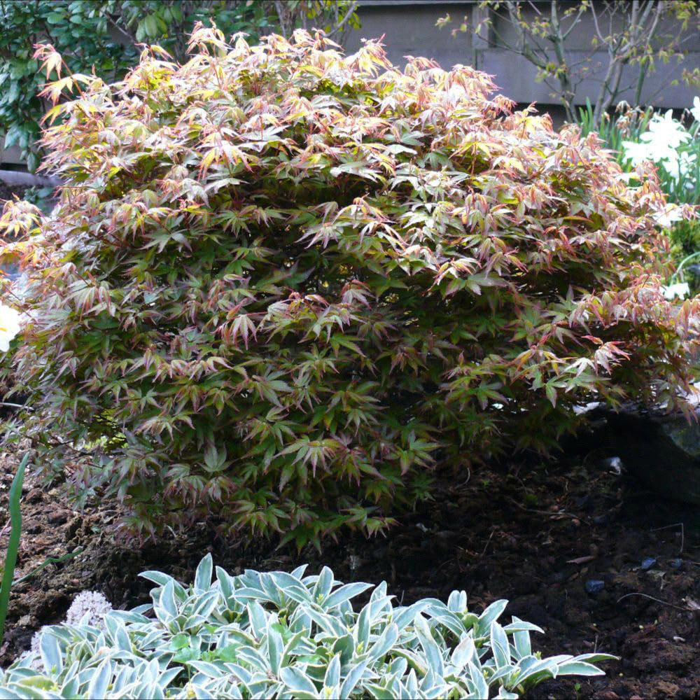 Thompson and Morgan Acer palmatum Little Princess Plant Pot 23cm Image 2