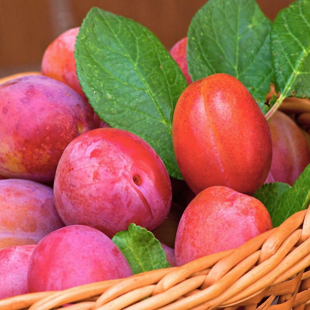 Thompson and Morgan Wonder Tree Plum Victoria Plant Pot 24cm 2 Pack Image 4