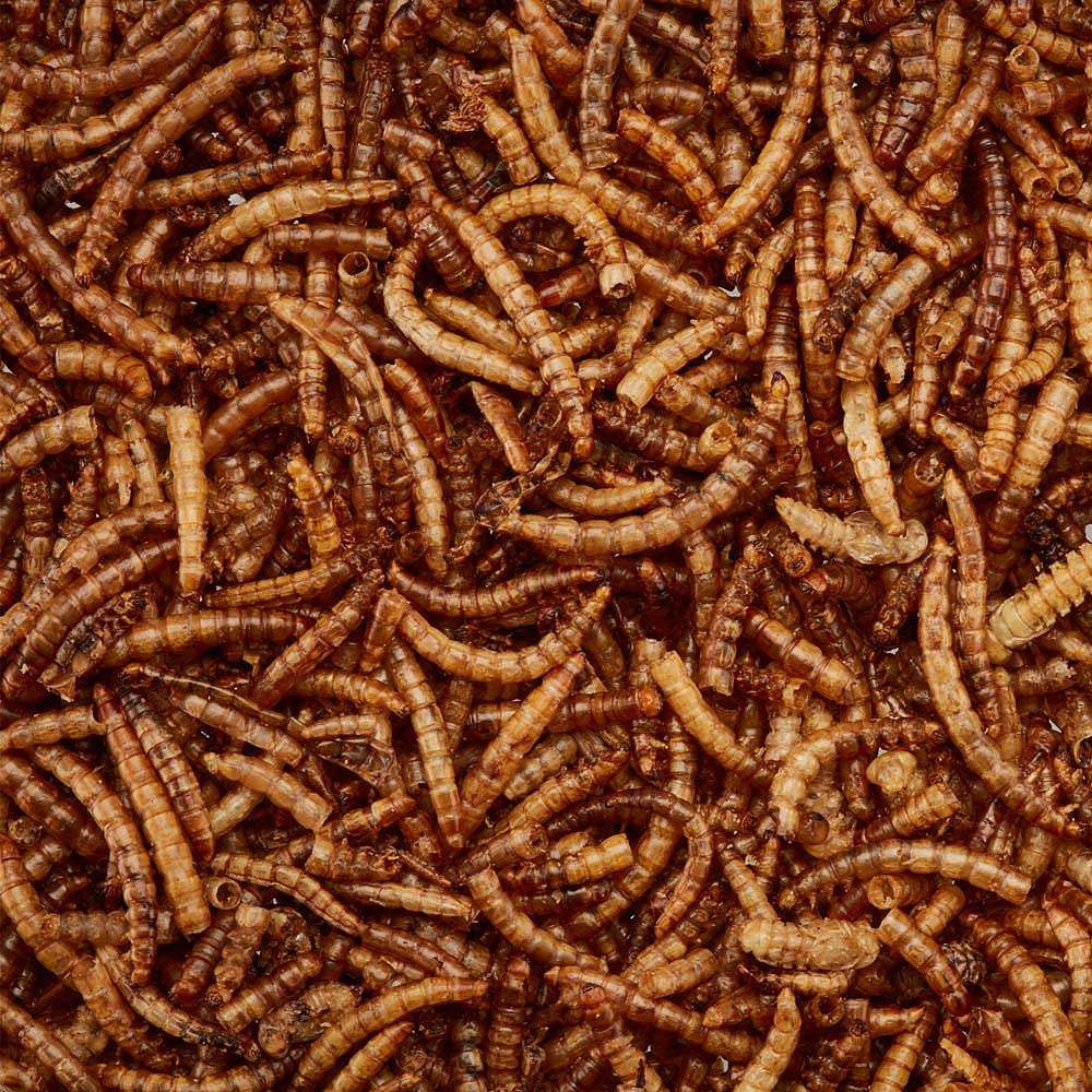 Happy Beaks Meal Worms Tub Bird Food 500g Image 4