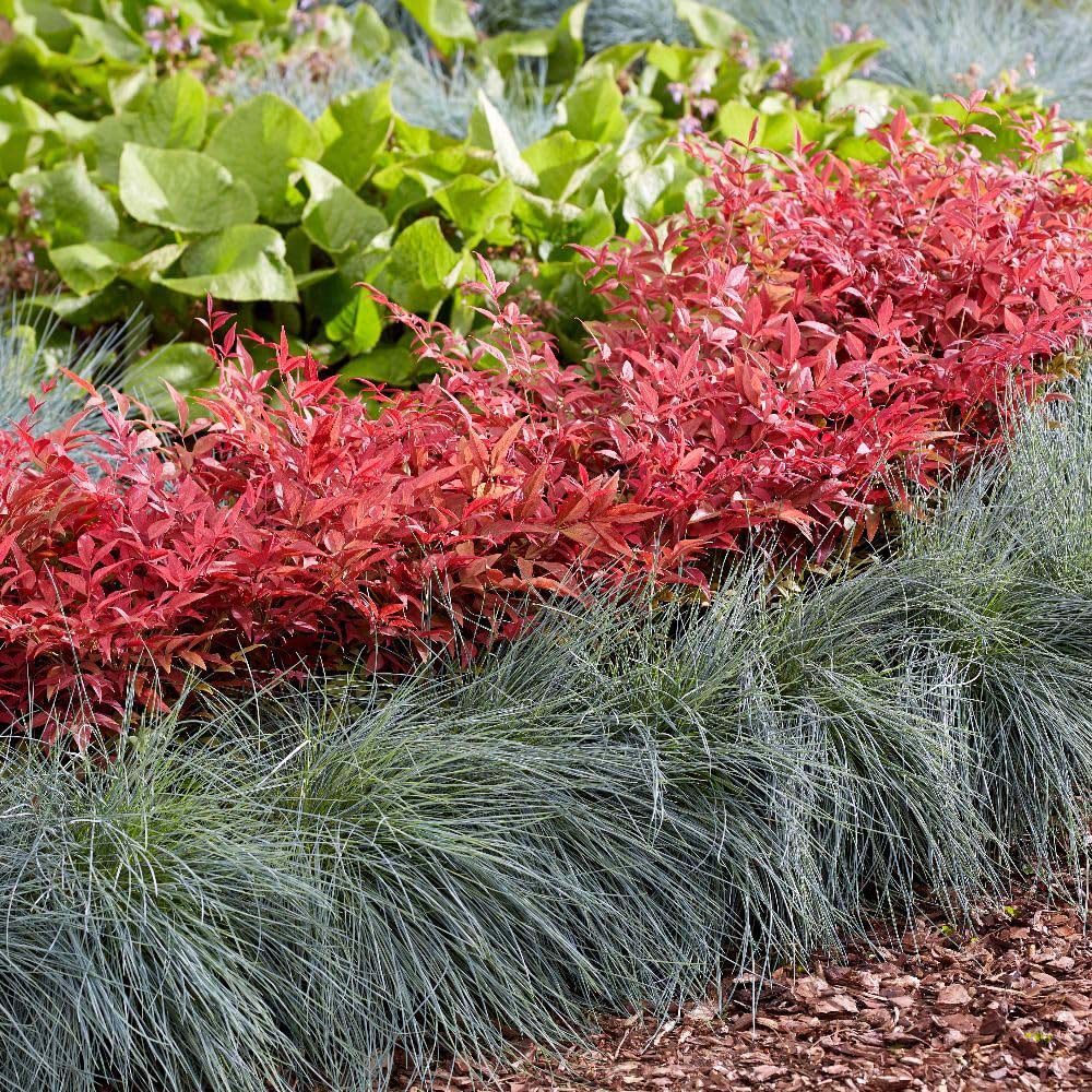 Thompson and Morgan Nandina Obsessed Plant in Pot 9cm 3 Pack Image 3