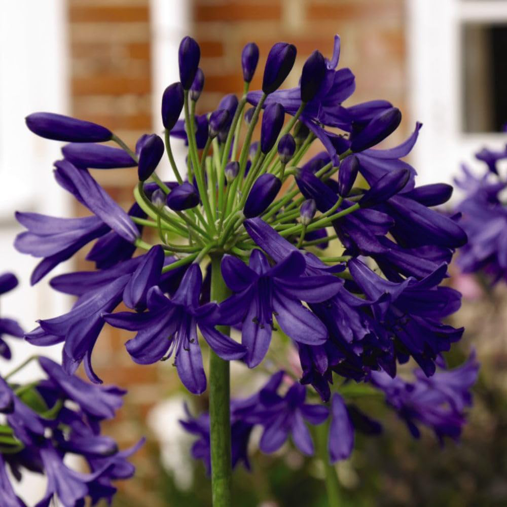 Thompson and Morgan Agapanthus Flower of Love Plant Pot 3L Image 2