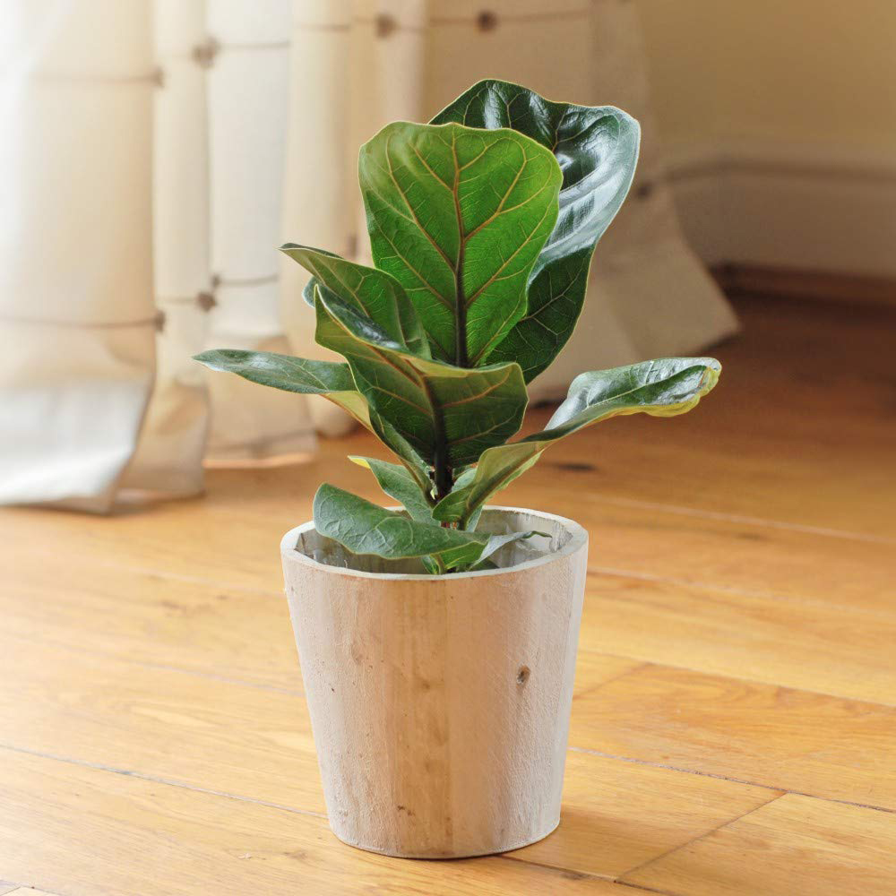 Thompson and Morgan Ficus Lyrata Compacta Fiddle Leaf Fig Plant Pot 9cm 2 Pack Image 5