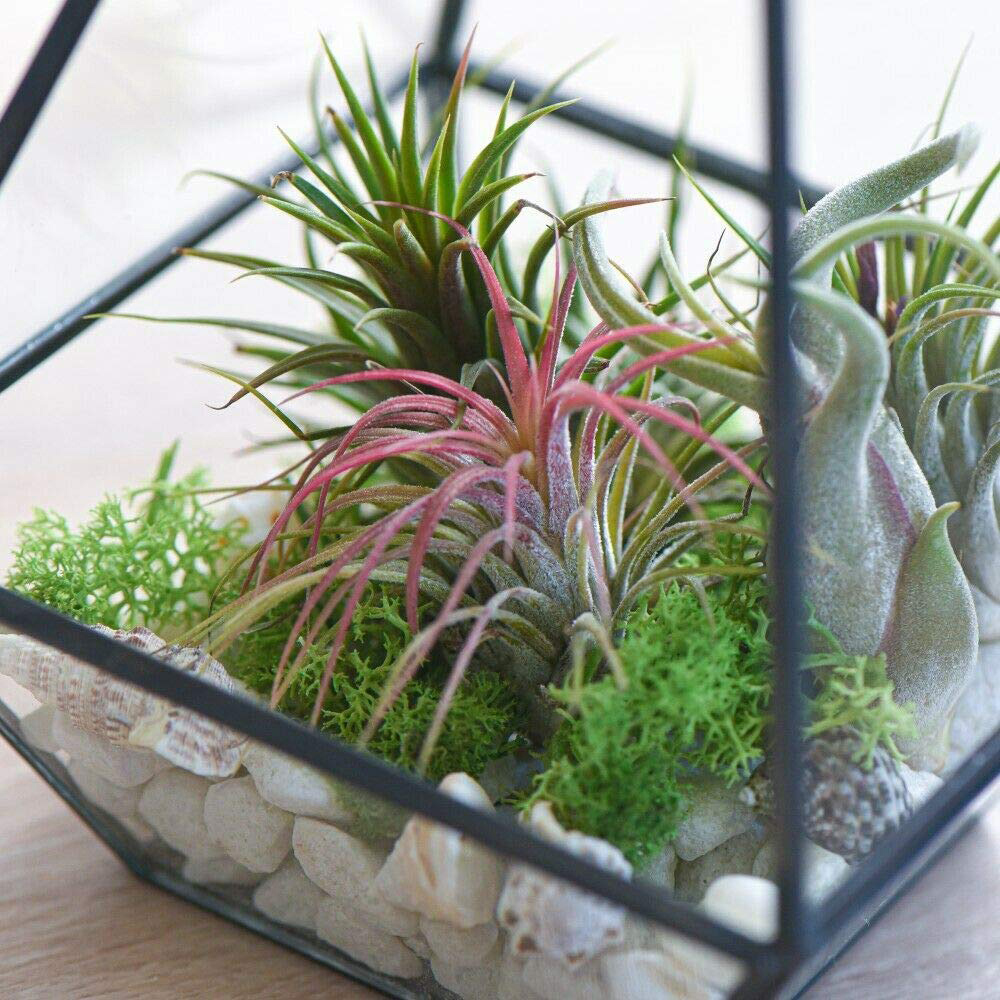 Thompson and Morgan Medium Tillandsia Juncea Air Plant Image 3