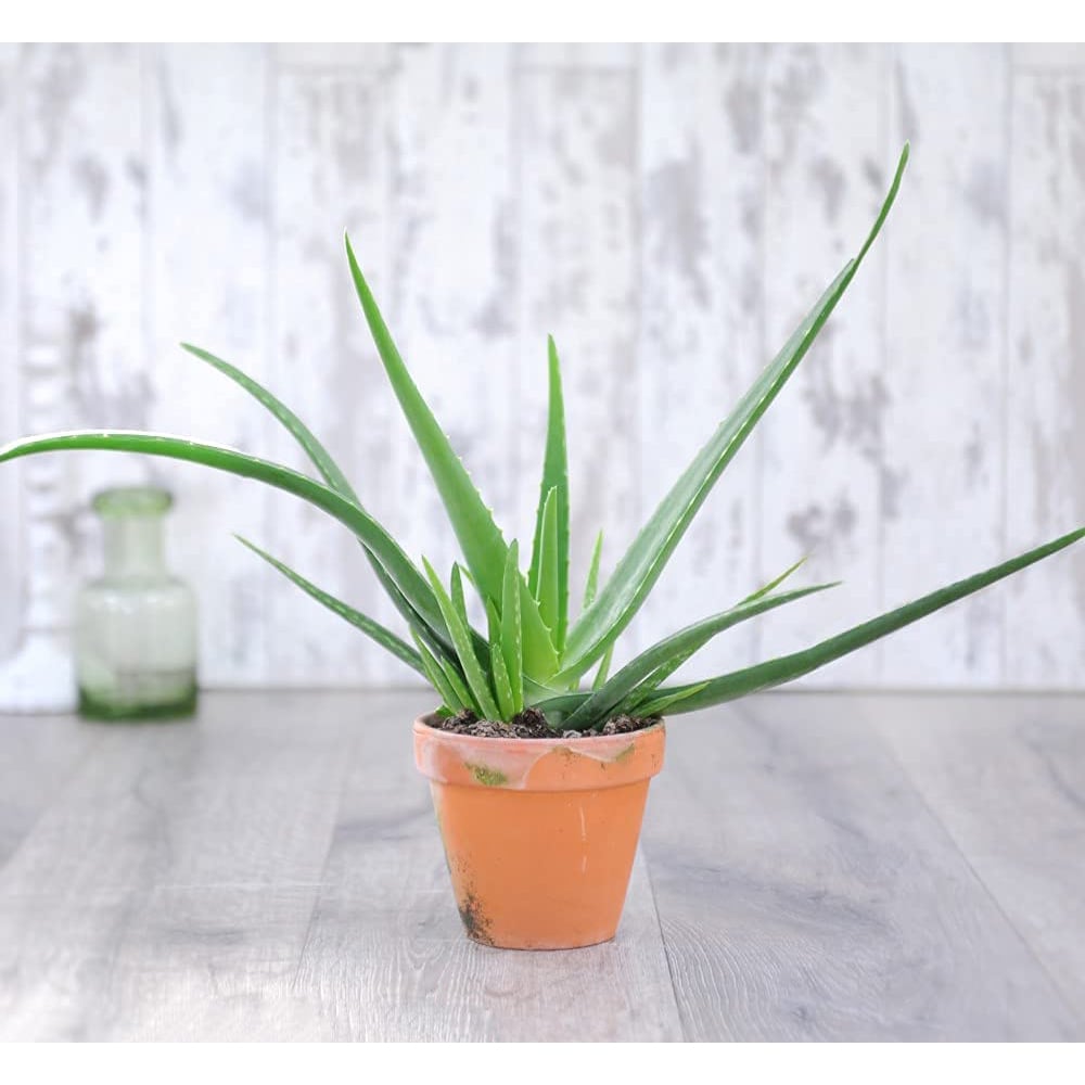 Thompson & Morgan Aloe Vera Potted Plant 2 Pack Image 5