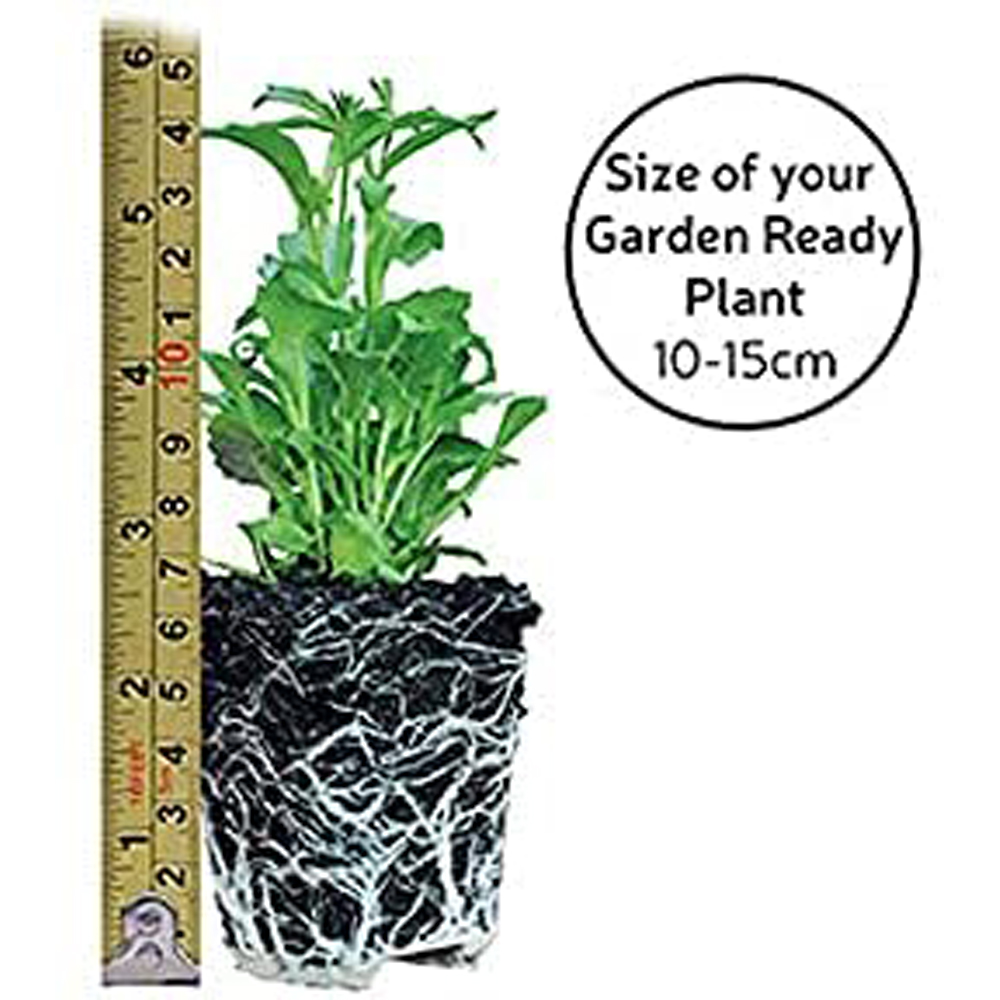 Thompson and Morgan Begonia Nonstop Joy Peaches and Dreams Garden Ready Plant 15 Pack Image 4