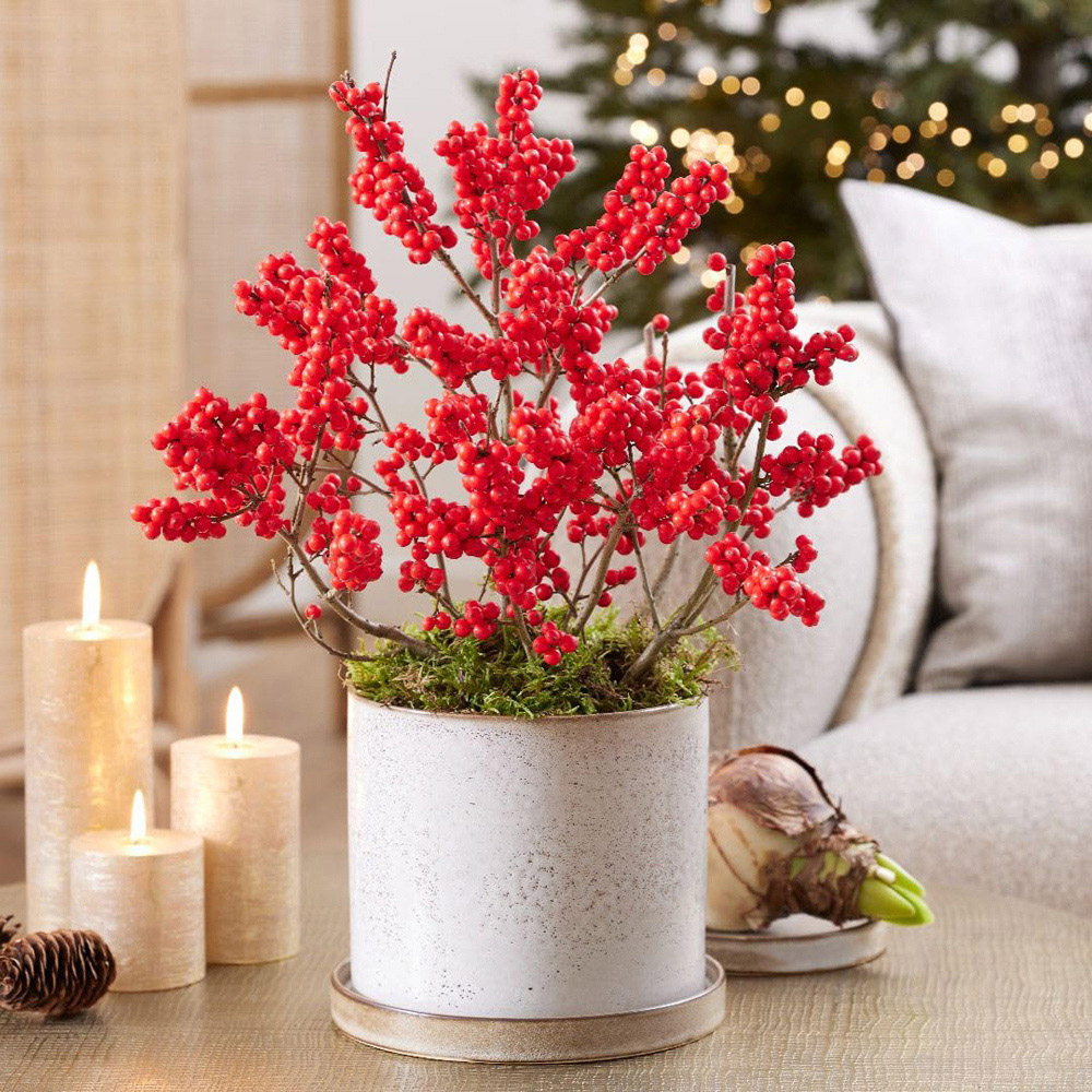 Thompson and Morgan Llex Holly Verticillata Jingle Bells Plant Pot 2L Image 2