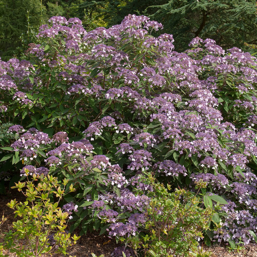 YouGarden Hydrangea Villosa Velvet and Lace Plant in Pot 19cm Image 2